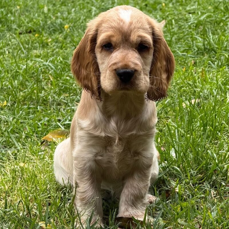 cocker spaniel puppies for sale