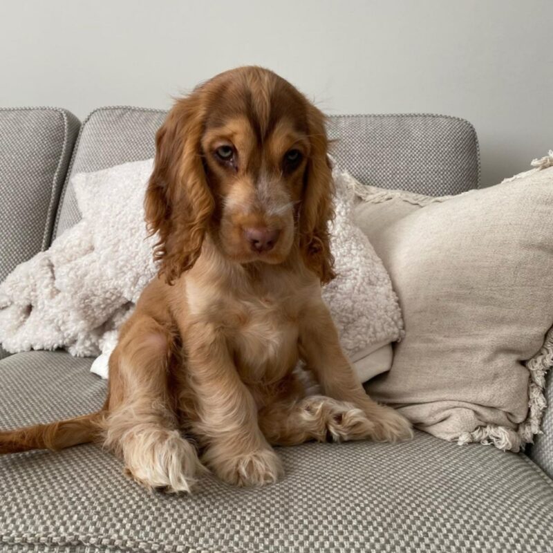 cocker spaniel puppies for sale